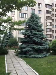 3-кімнатна квартира на проспекті Шевченка